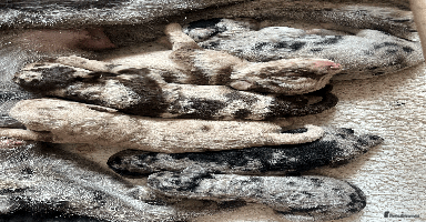 Labradoodle dogs - Advert 16