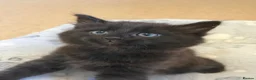 Mixed Breed cats for sale:     Fluffy Black Male Kitten for sale  - Advert 2