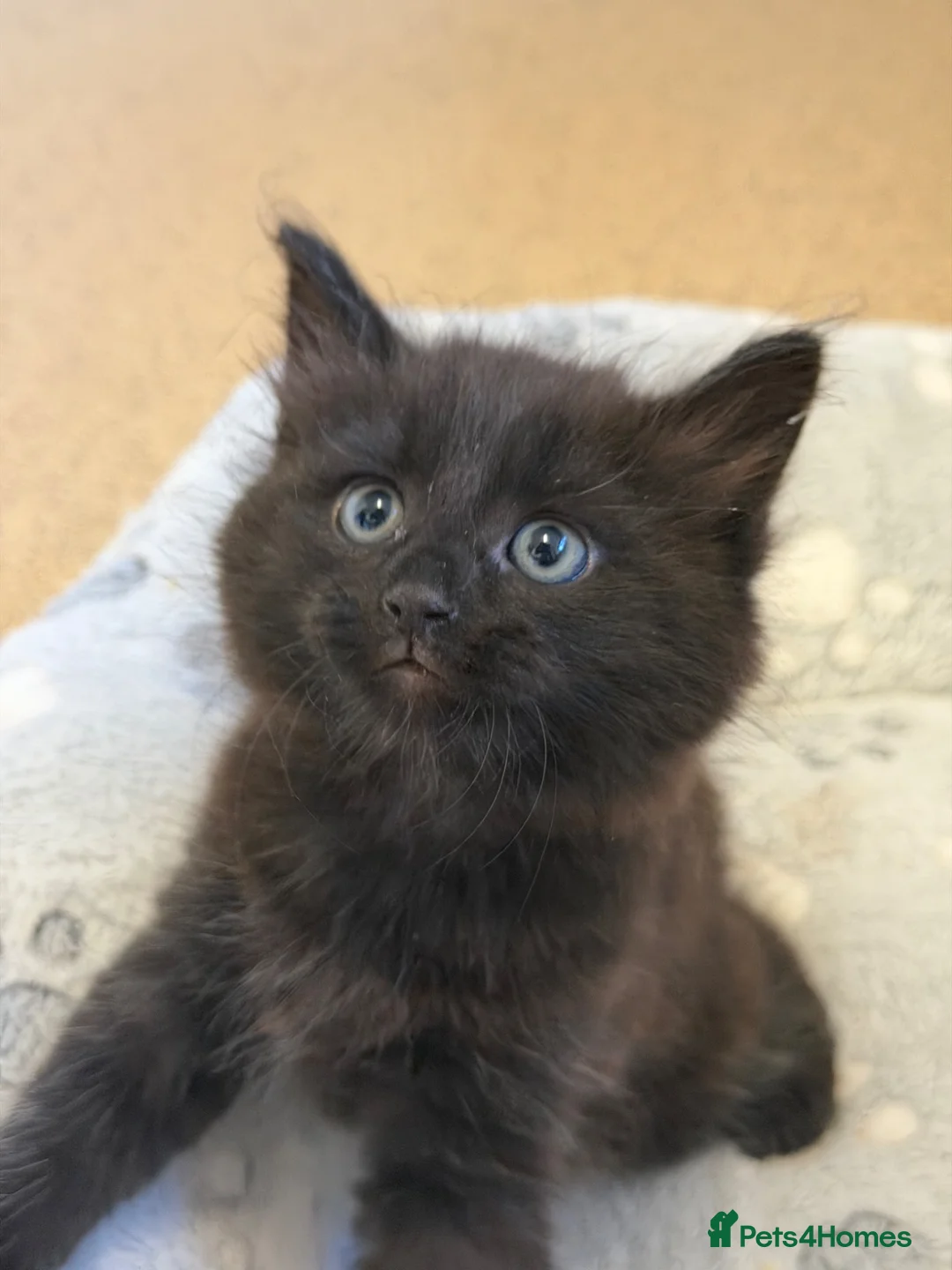 Mixed Breed cats for sale:     Fluffy Black Male Kitten for sale  - Advert 2