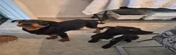 Rottweiler dogs for sale: Male rottweiler puppie - Advert 12
