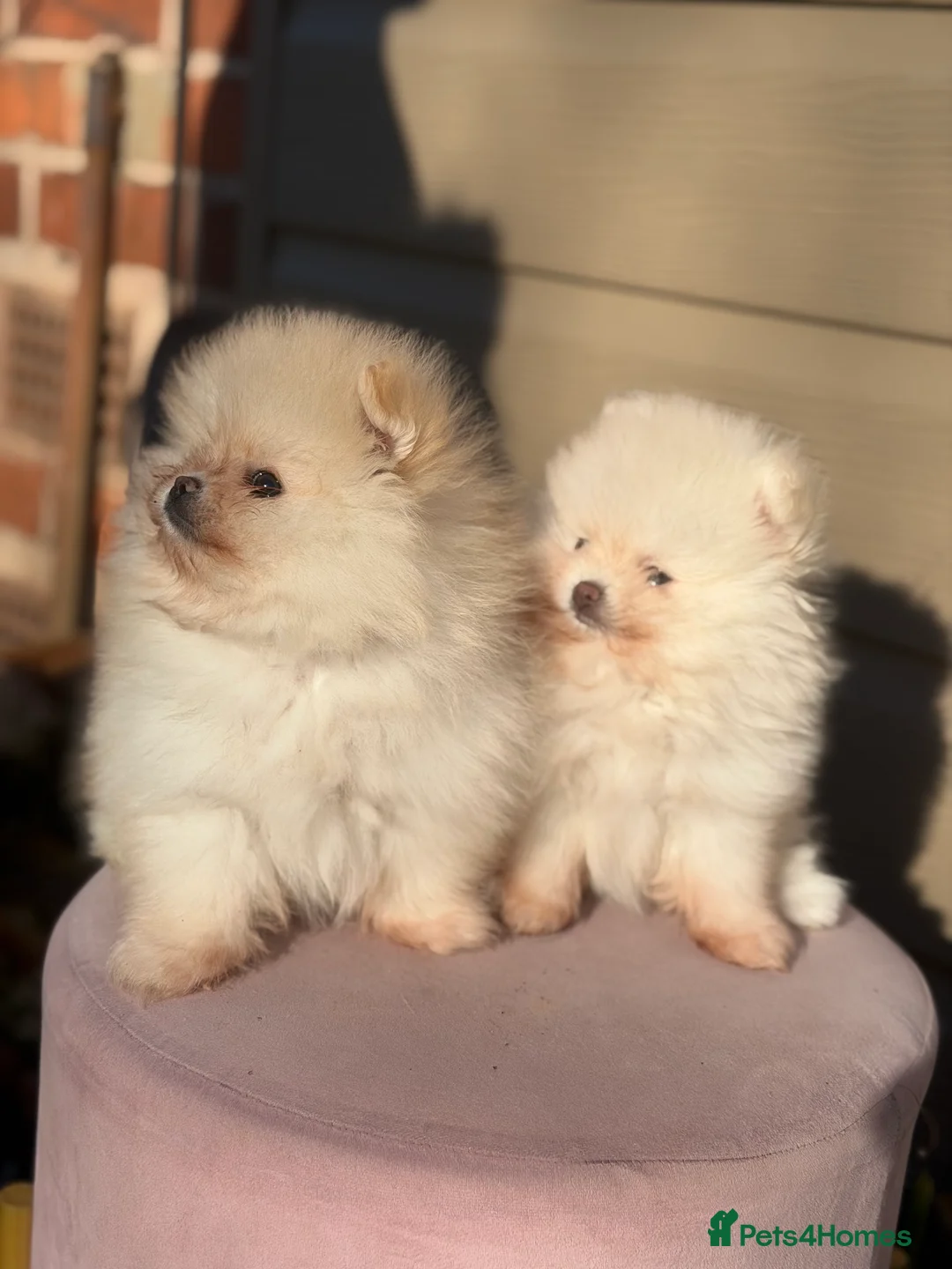 Pomeranian dogs for sale: Beautiful Purebred Pomeranian Puppies - Advert 36