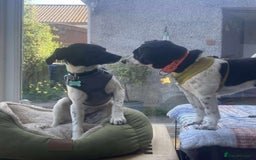 Mixed Breed dogs for adoption: STELLA - Small 10 mth old Pocket Pointer type girl - Image 5