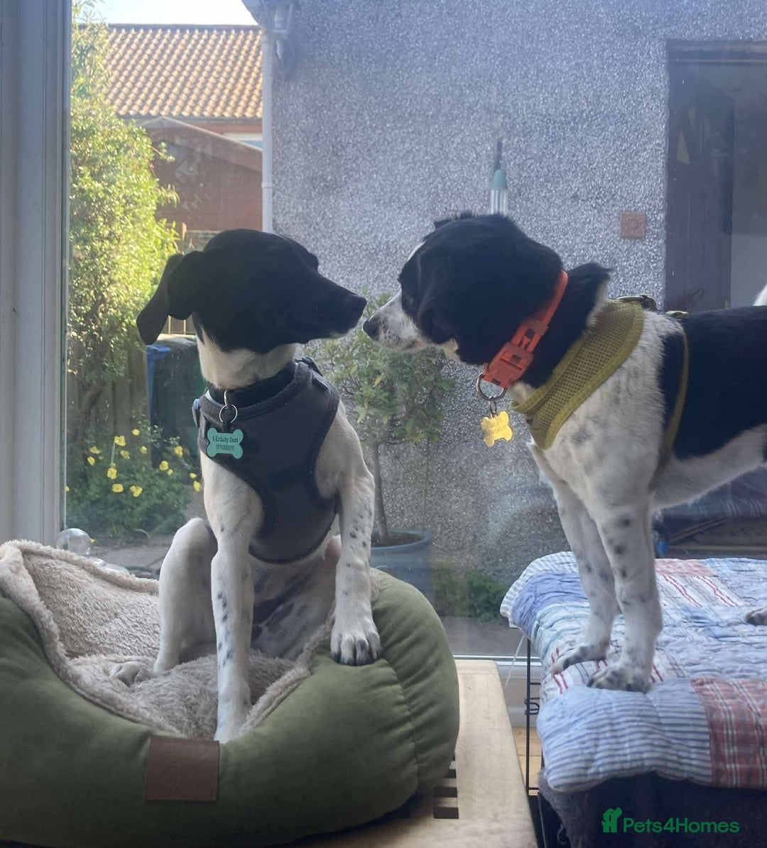Mixed Breed dogs for adoption: STELLA - Small 10 mth old Pocket Pointer type girl - Image 5