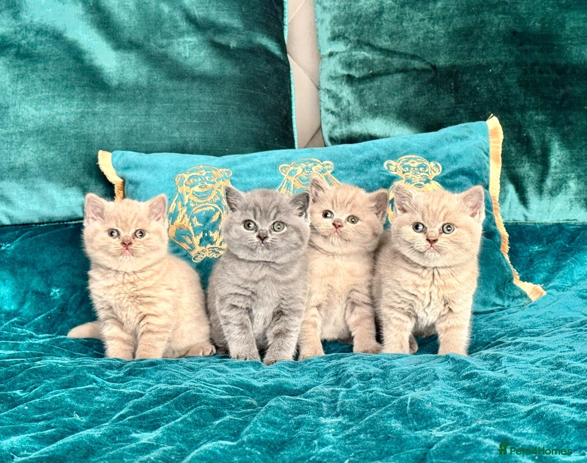 British Shorthair cats 🇬🇧👑🇬🇧💙British Shorthair😻💙Gccf chunky girls - Advert 1