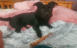 Mixed Breed dogs for sale: Last 3 mixed breed puppies available  - Image 2