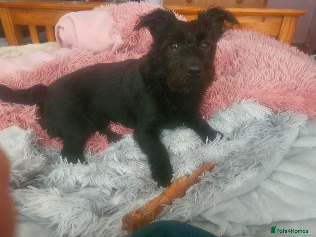 Mixed Breed dogs for sale: Last 3 mixed breed puppies available  - Image 2
