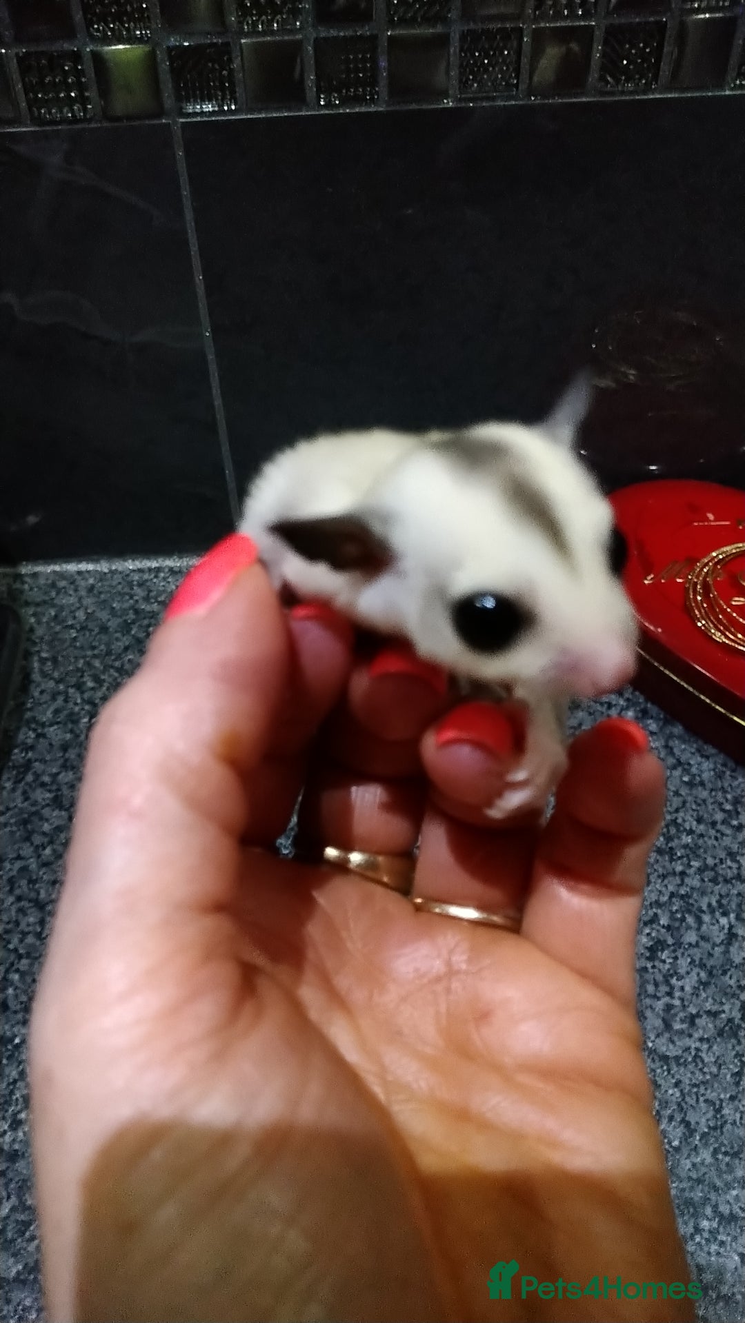 Sugar Glider rodents for sale: Stunning baby sugar glider  - Image 5