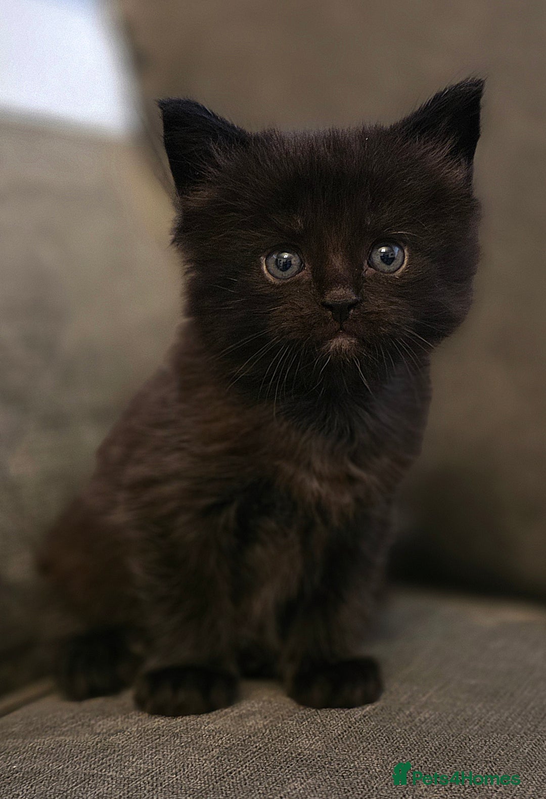 Maine Coon cats for sale: Five stunning maine coon kittens - Advert 4