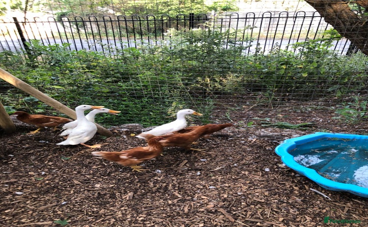 Ducks poultry - Advert 9