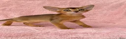 Abyssinian cats for sale: Gorgeous Abyssinian ruddy girls🤎❤️ - Advert 14