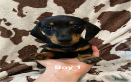 Miniature Dachshund dogs for sale: ✨ Gorgeous Miniature Dachshund Puppies ✨ - Image 3