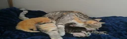 Mixed Breed cats for sale: 4 beautiful kittens  - Advert 14
