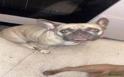 French Bulldog dogs for sale: Female French bulldog  - Image 1