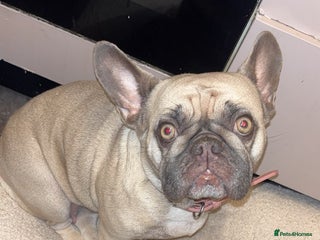 French Bulldog dogs - Advert 10