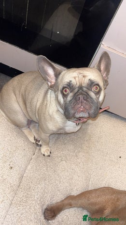 French Bulldog dogs - Advert 3