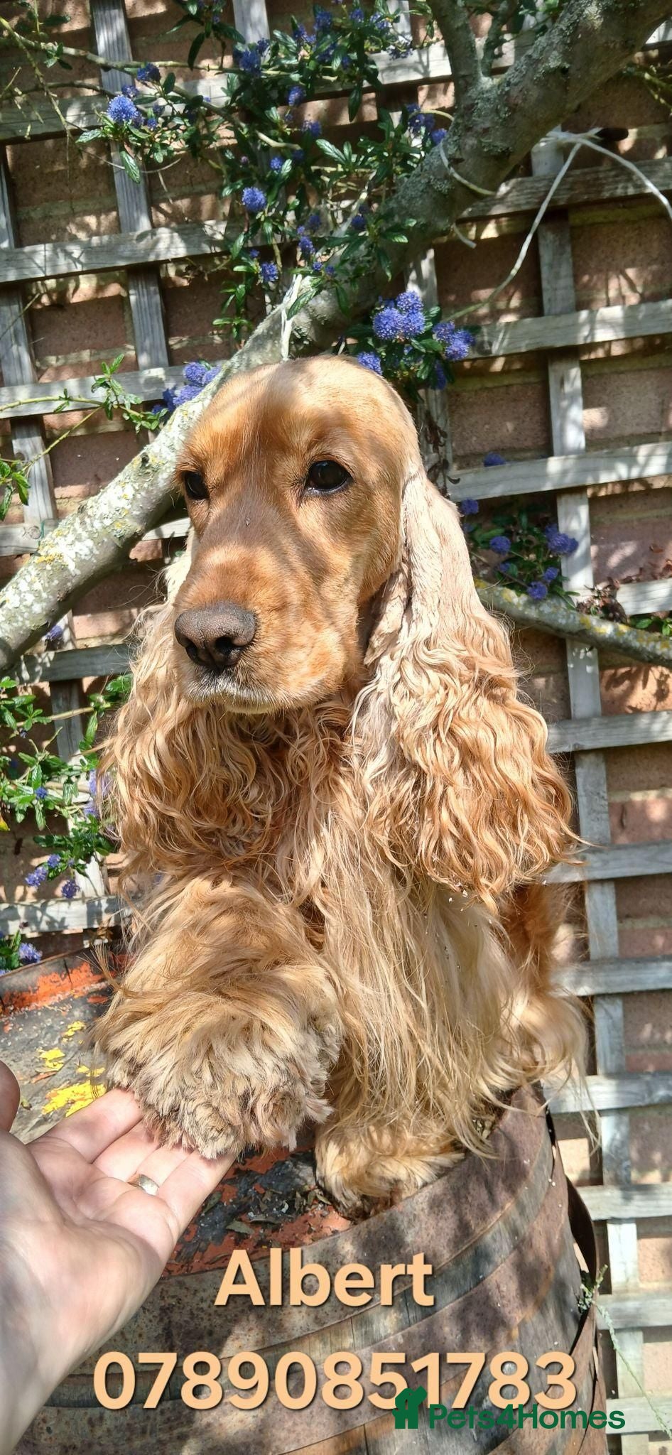 Cocker Spaniel dogs Pedigree Golden Cocker Spaniels KC Registered - Advert 2
