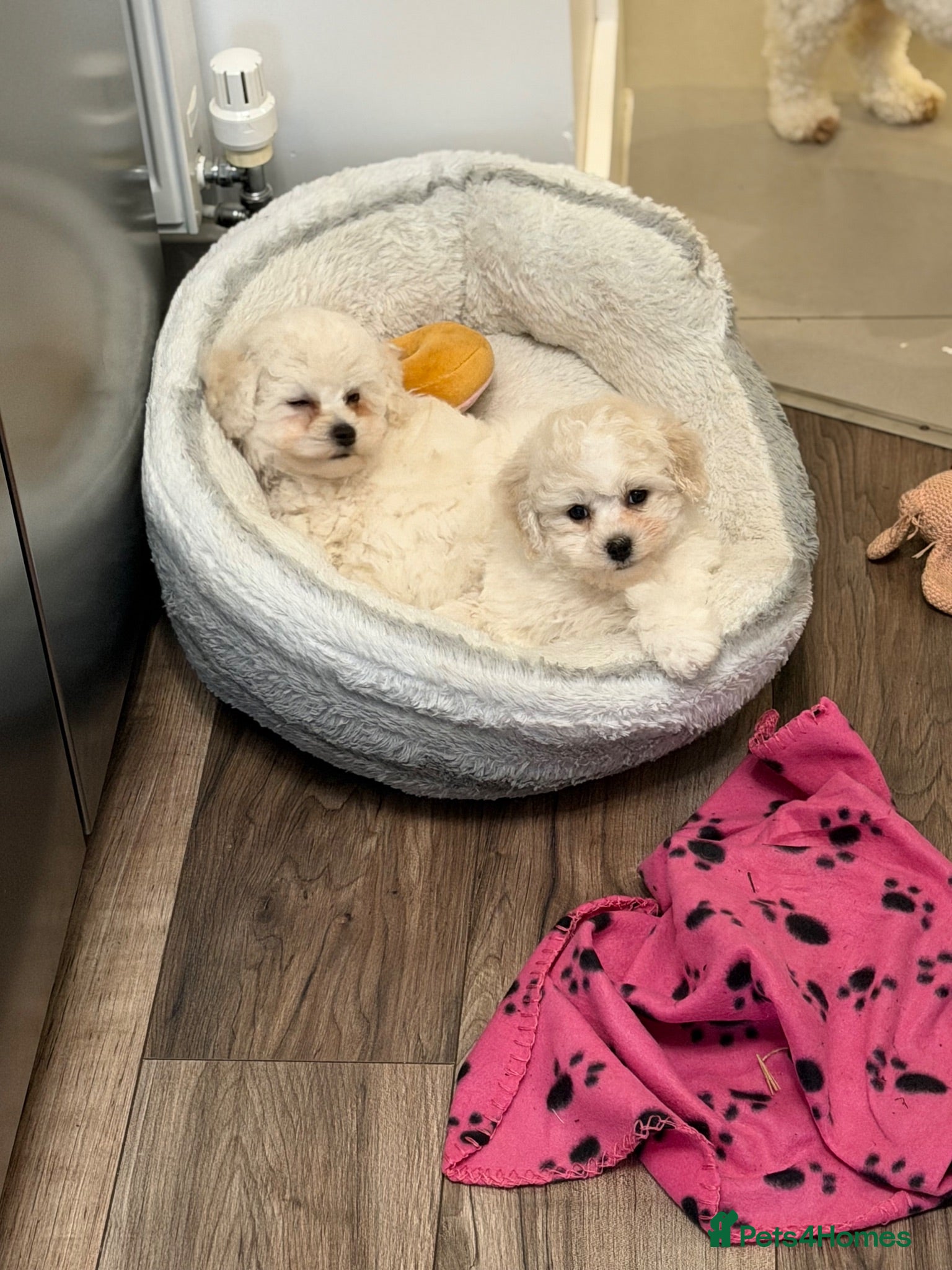 Bichon Frise dogs ⭐️Gorgeous Bichon Frise Puppies Available ⭐️ - Advert 2