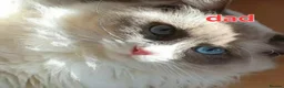 Ragdoll cats for sale: Beautiful Boy ragdoll  - Advert 15