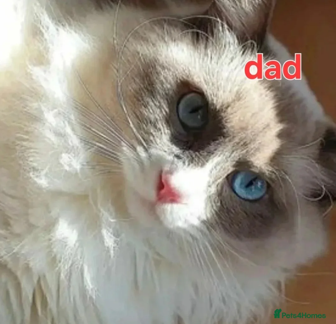 Ragdoll cats for sale: Beautiful Boy ragdoll  - Advert 15