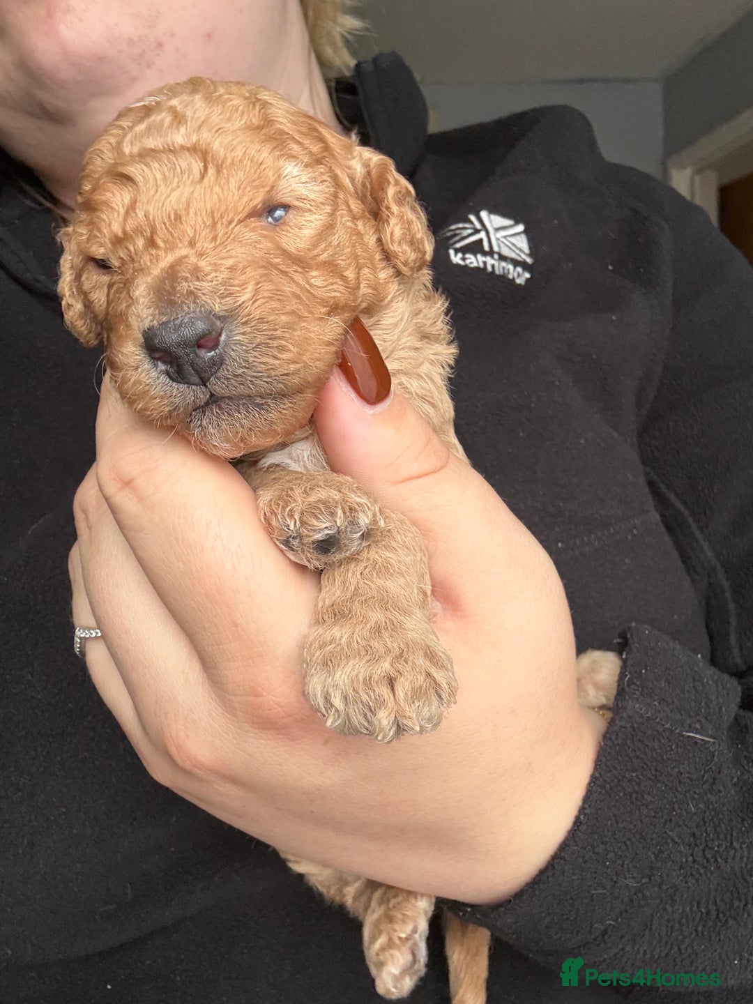Cockapoo dogs for sale: Cockapoo Puppies For Sale  - Advert 27