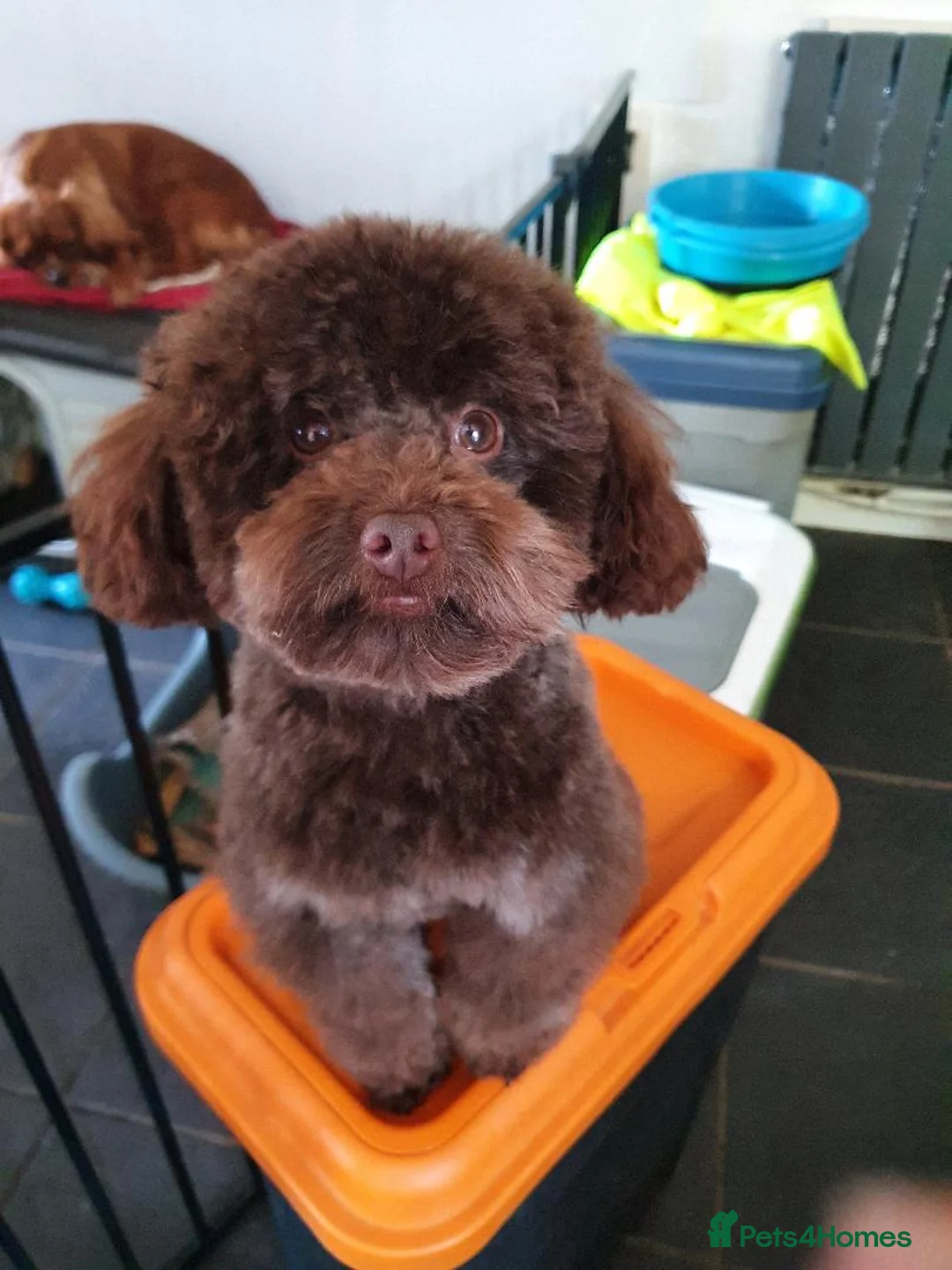Toy Poodle dogs for stud: Tiny kc reg chocolate toy poodle.STUD ONLY! in Lincoln - Advert 12