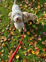 Labradoodle dogs Gorgeous Healthy Labradoodle Puppies - Advert 10