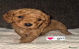 Goldendoodle dogs for sale: Stunning F1B GoldenDoodle- health tested parents  - Advert 1