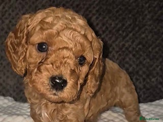 Goldendoodle dogs Stunning F1B GoldenDoodle- health tested parents - Advert 1