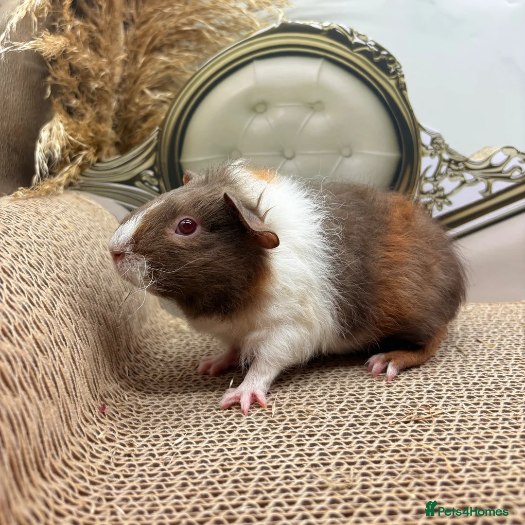 Guinea Pig rodents for sale: 3 Female Guinea pigs for sale  - Advert 3