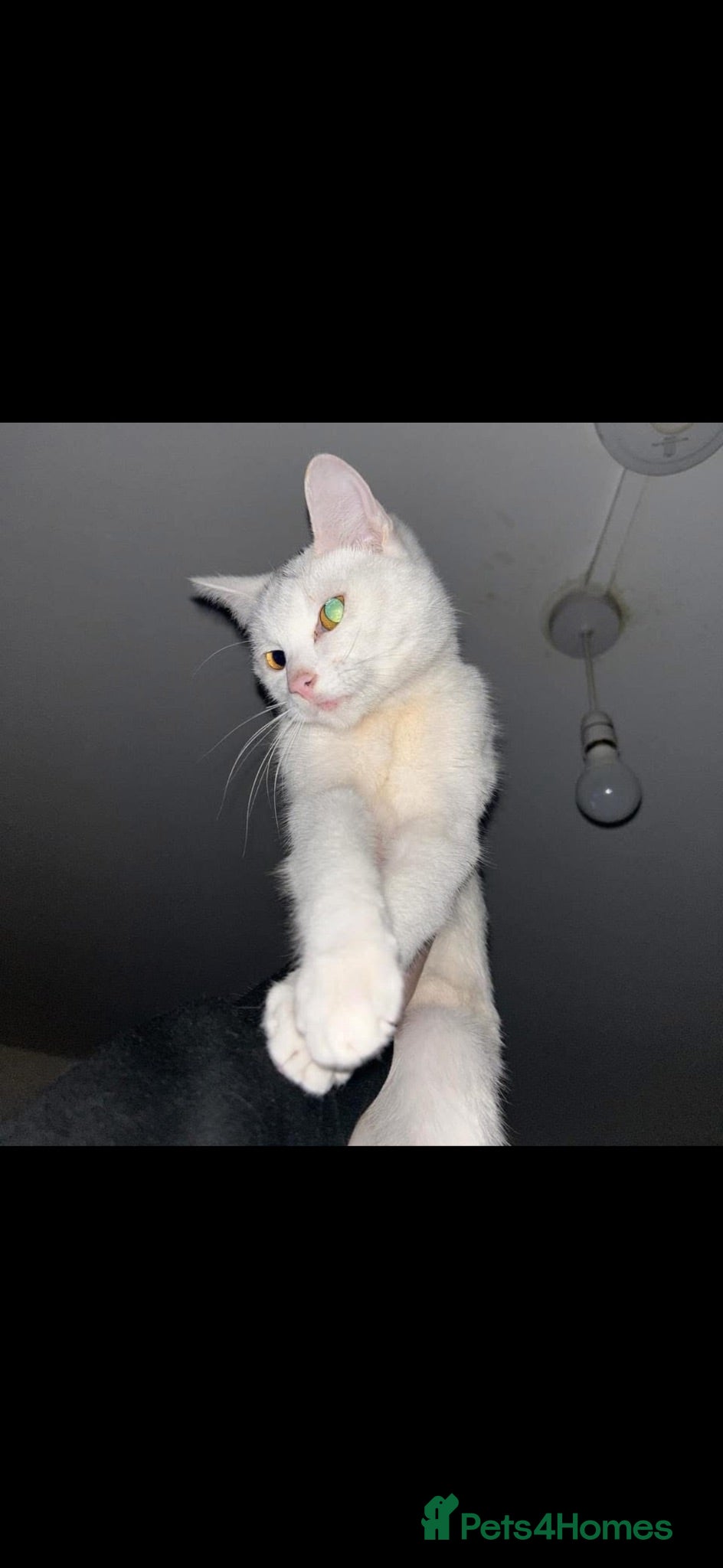 British Shorthair cats Hi my name is Bolt - Advert 1