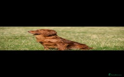Cocker Spaniel dogs for sale: KC registered Red Cocker Spaniel Pups  - Image 25