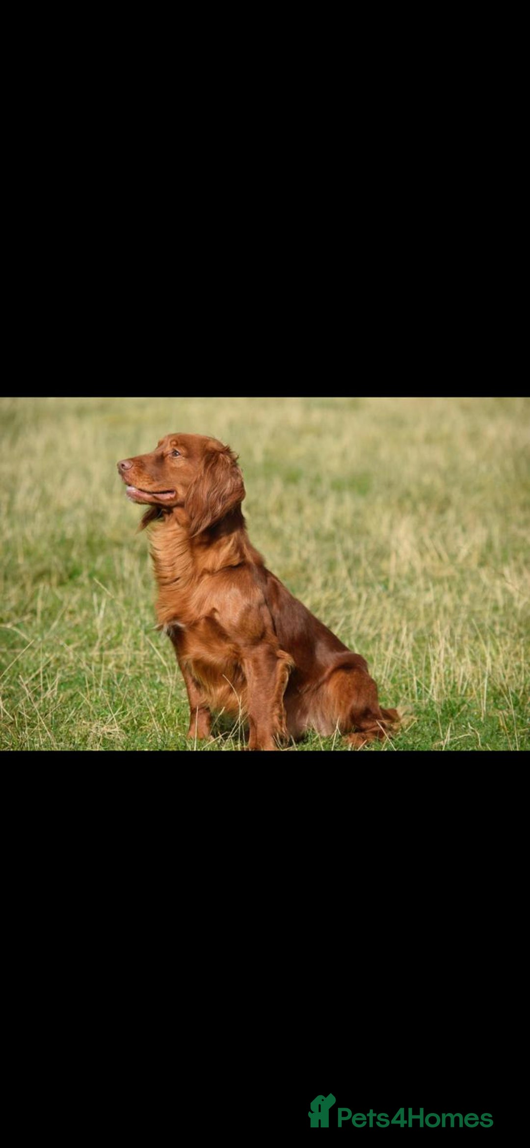 Cocker Spaniel dogs for sale: KC registered Red Cocker Spaniel Pups  - Image 25
