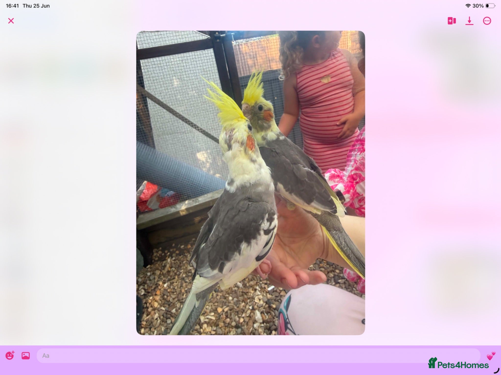 Cockatiels birds Baby cocktails for sale - Advert 1