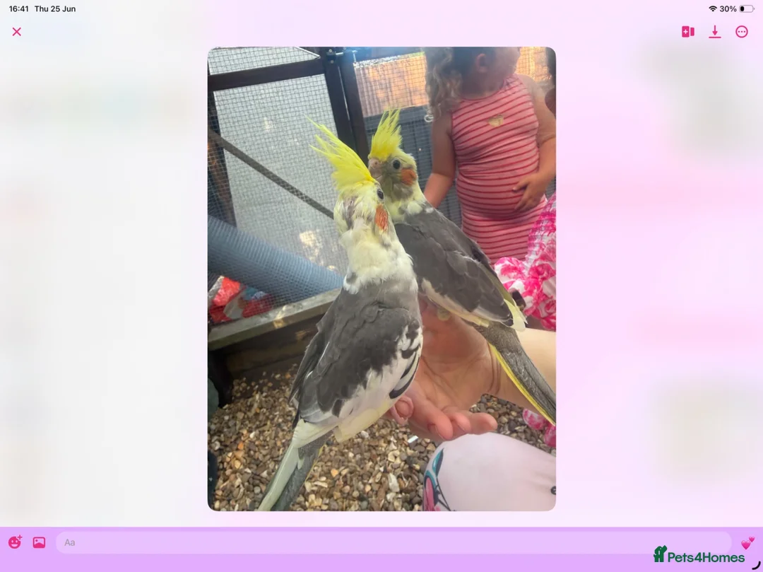 Cockatiels birds for sale: Baby cocktails for sale - Advert 1