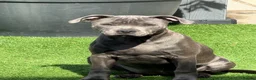 Staffordshire Bull Terrier dogs for sale: Female blue Staffordshire bull terrier  - Advert 3