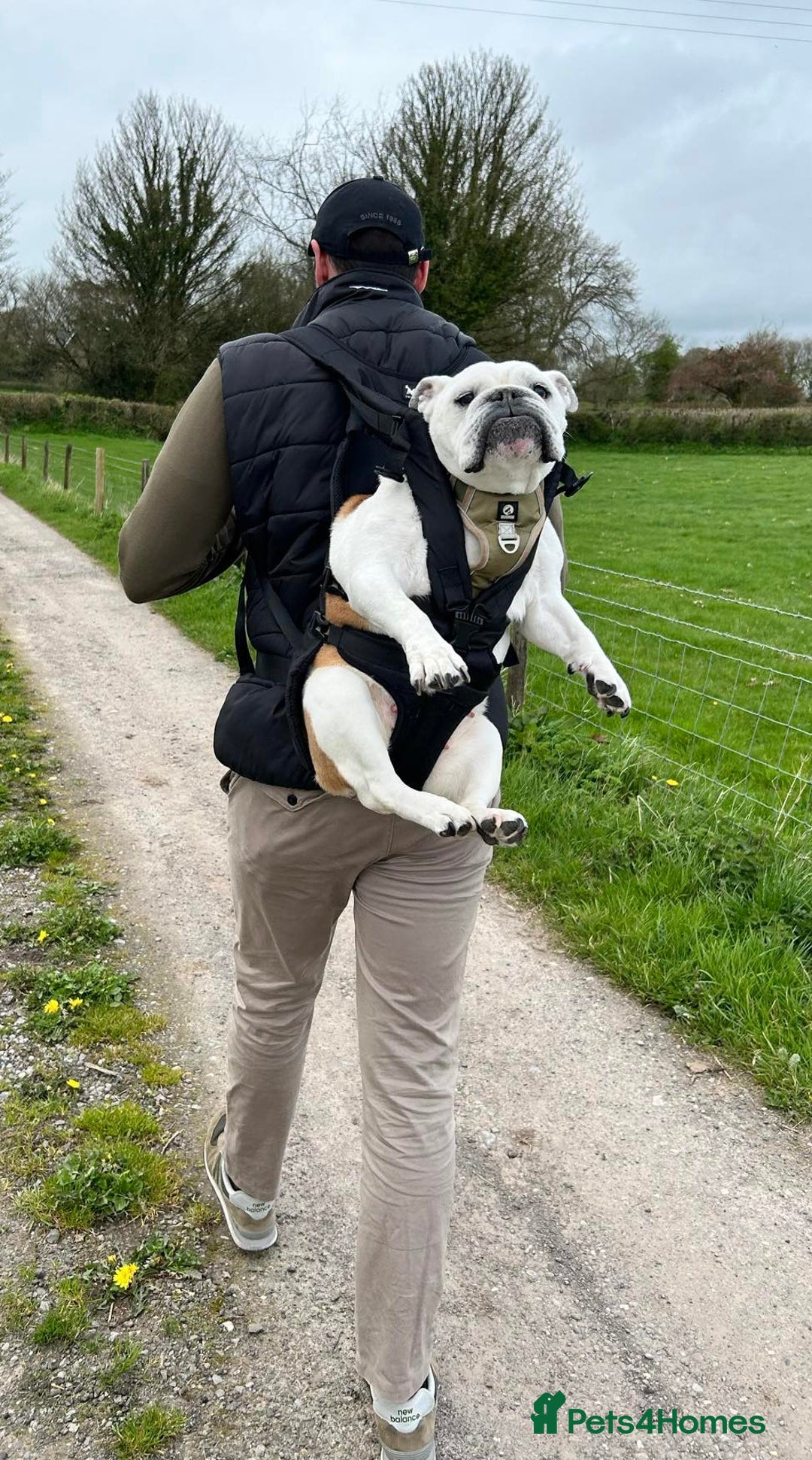 English Bulldog dogs for sale: English Bulldog Looking For New Home  - Advert 5