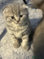 Scottish Fold cats Three Beautiful female Scottish Fold kittens - Advert 8