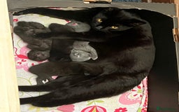 Domestic Shorthair cats for sale: Gorgeous kittens looking for lovely home - Image 8