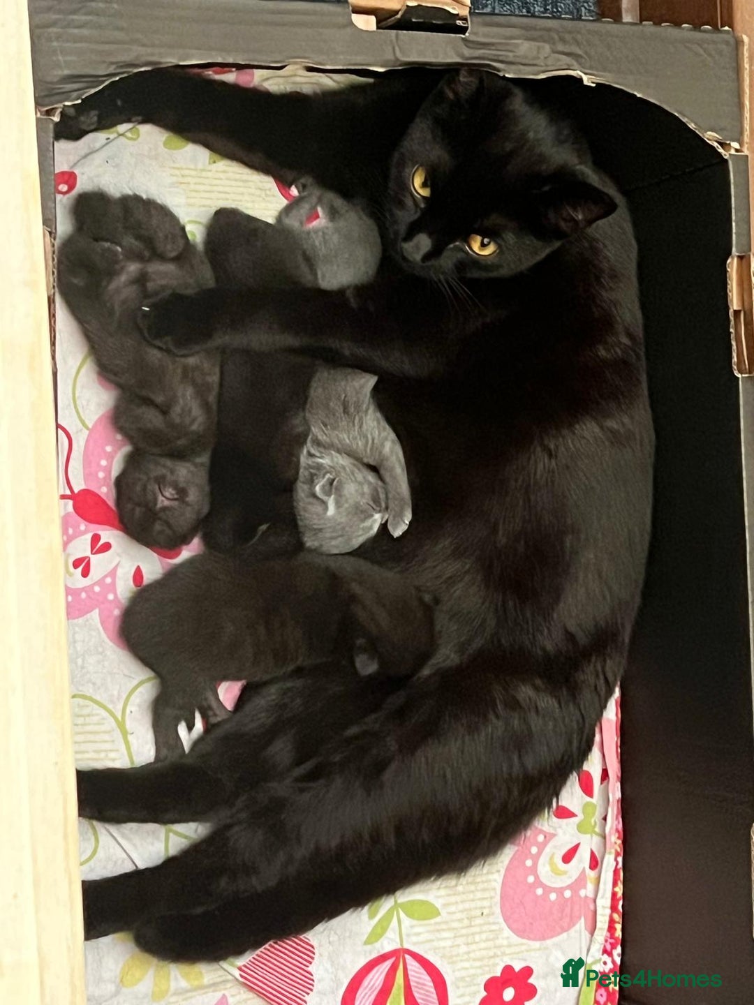 Domestic Shorthair cats for sale: Gorgeous kittens looking for lovely home - Image 8
