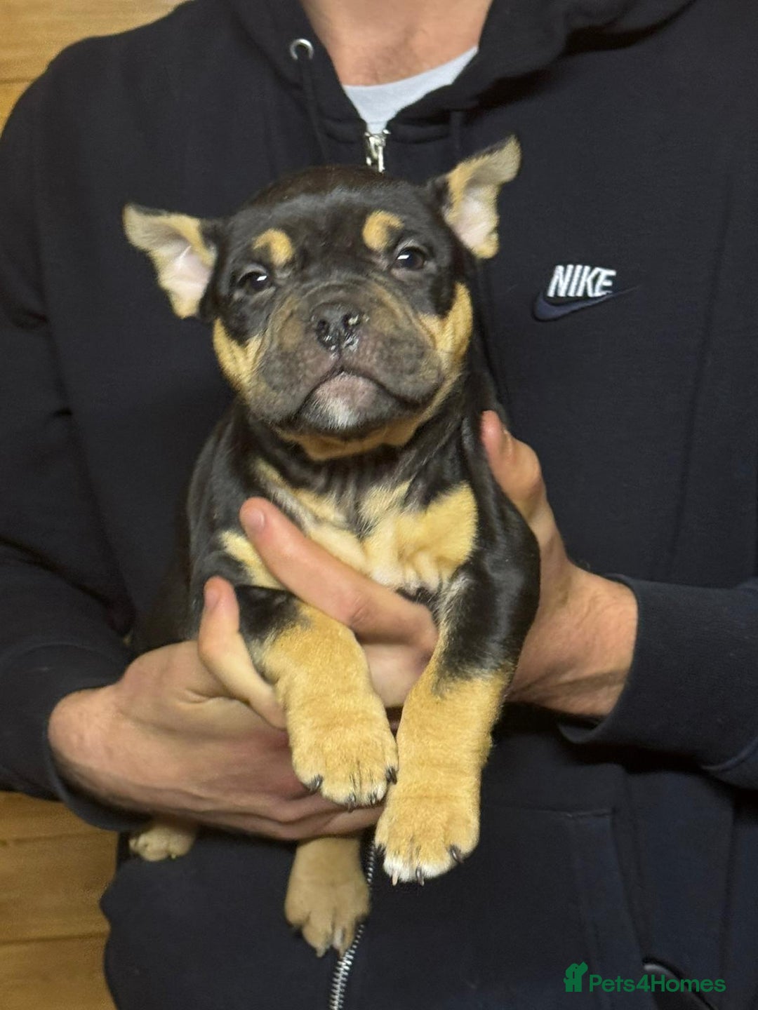 American Bully dogs for sale: Pocket bully - Advert 4