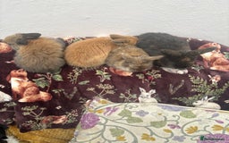 Mini Lop rabbits for sale: Raised indoors — mini lop and lion lops  - Advert 5