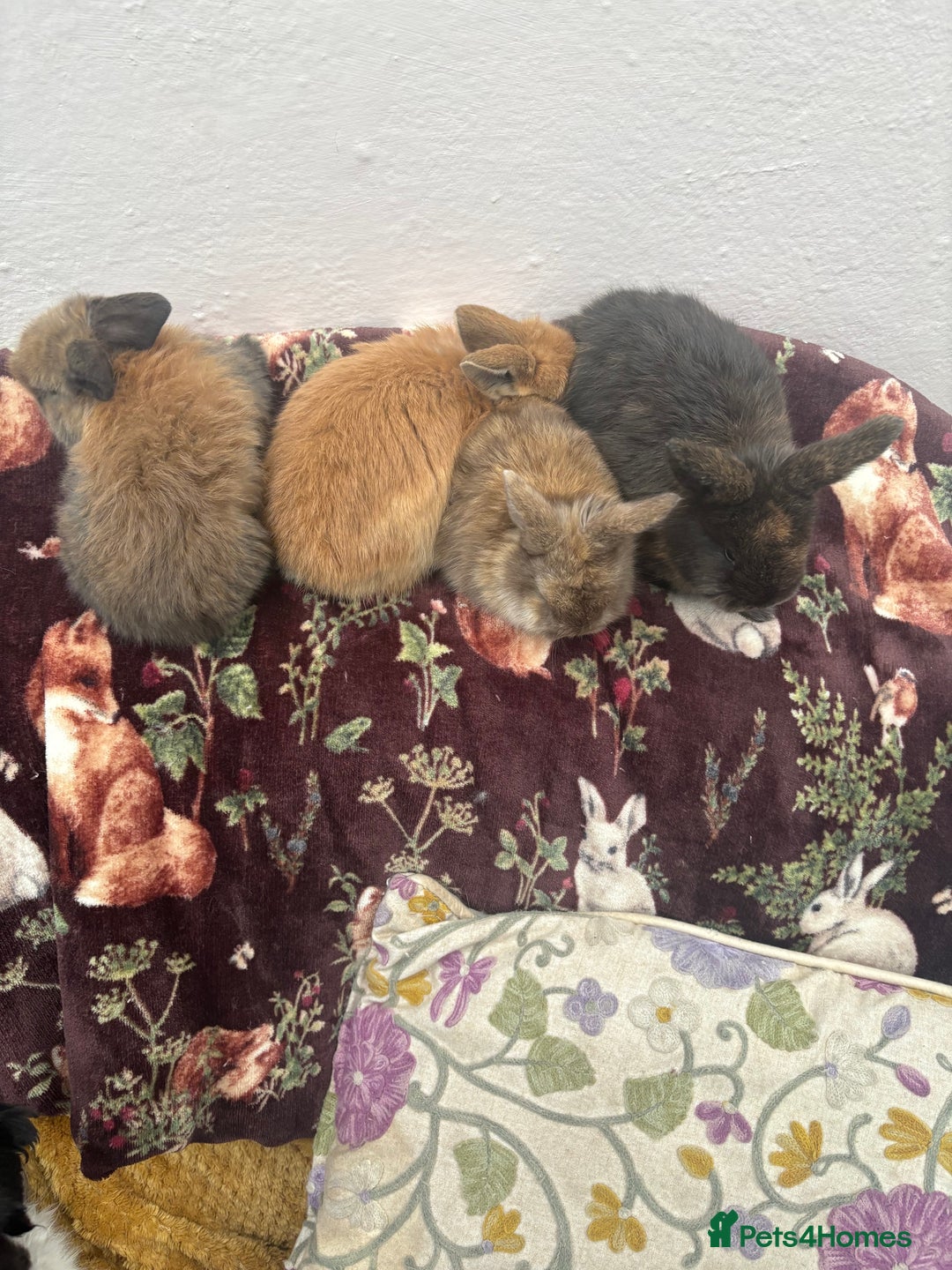 Mini Lop rabbits for sale: Raised indoors — mini lop and lion lops  - Advert 5