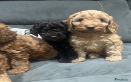 Cockapoo dogs for sale: All female fluffy Cockapoo puppies - Advert 8
