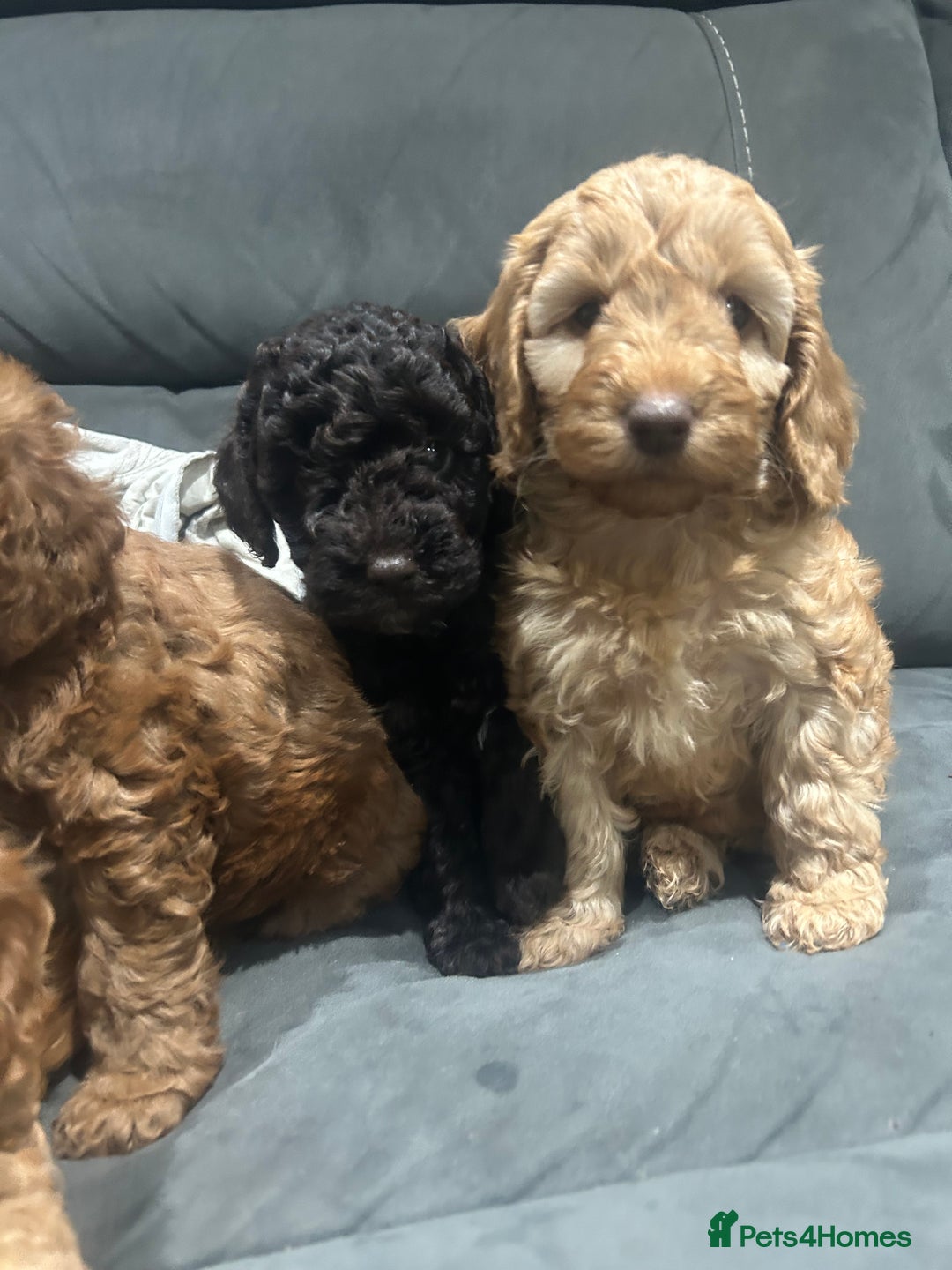 Cockapoo dogs for sale: All female fluffy Cockapoo puppies - Advert 8