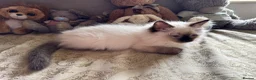 Ragdoll cats for sale: Ragdoll kittens - Advert 24