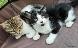 Mixed Breed cats for sale: Adorable Mixed Breed Kittens 🐾 - Image 3