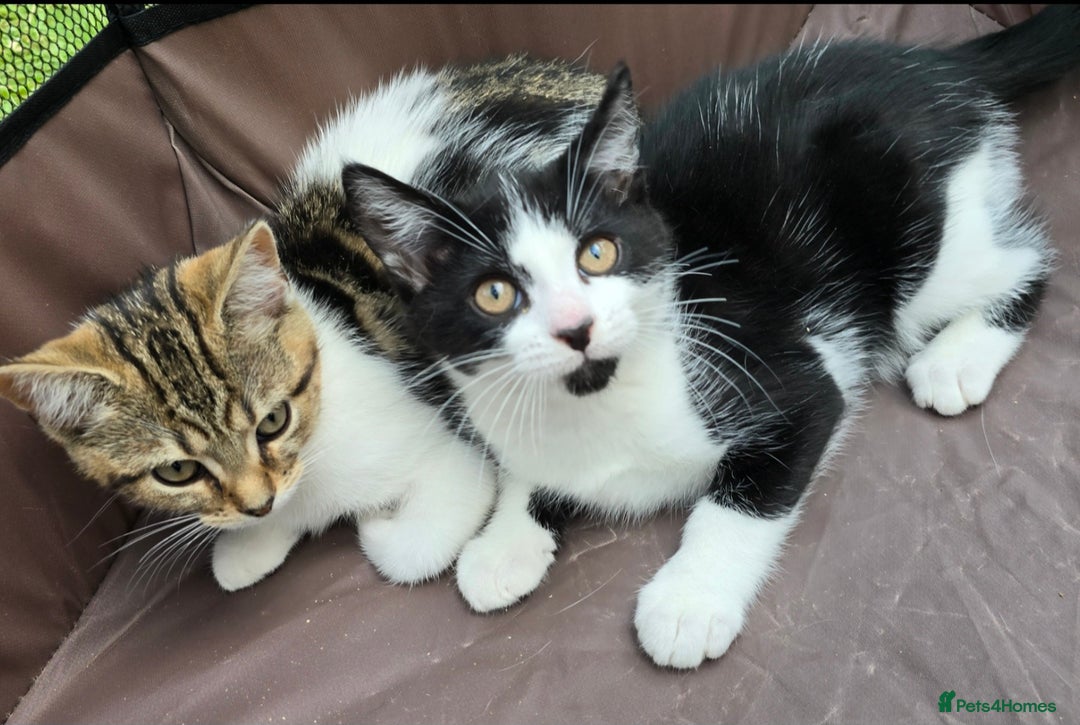Mixed Breed cats for sale: Adorable Mixed Breed Kittens 🐾 - Image 3
