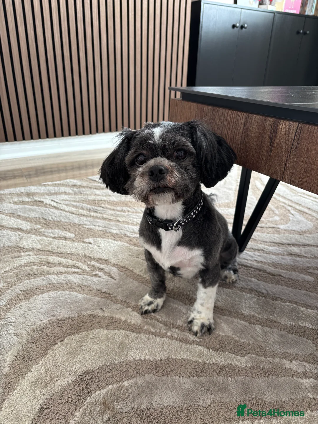 Lhasa Apso dogs for sale: Lhasa apso  - Advert 1