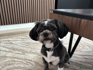 Lhasa Apso dogs Lhasa apso - Advert 11