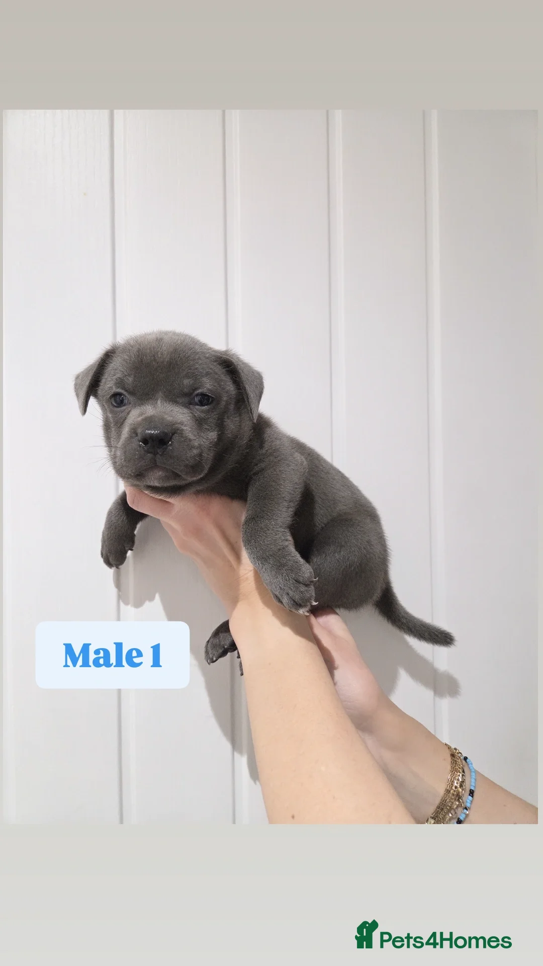 Staffordshire Bull Terrier dogs for sale: Exceptional Blue Staffordshire Bull terrier pups - Advert 2